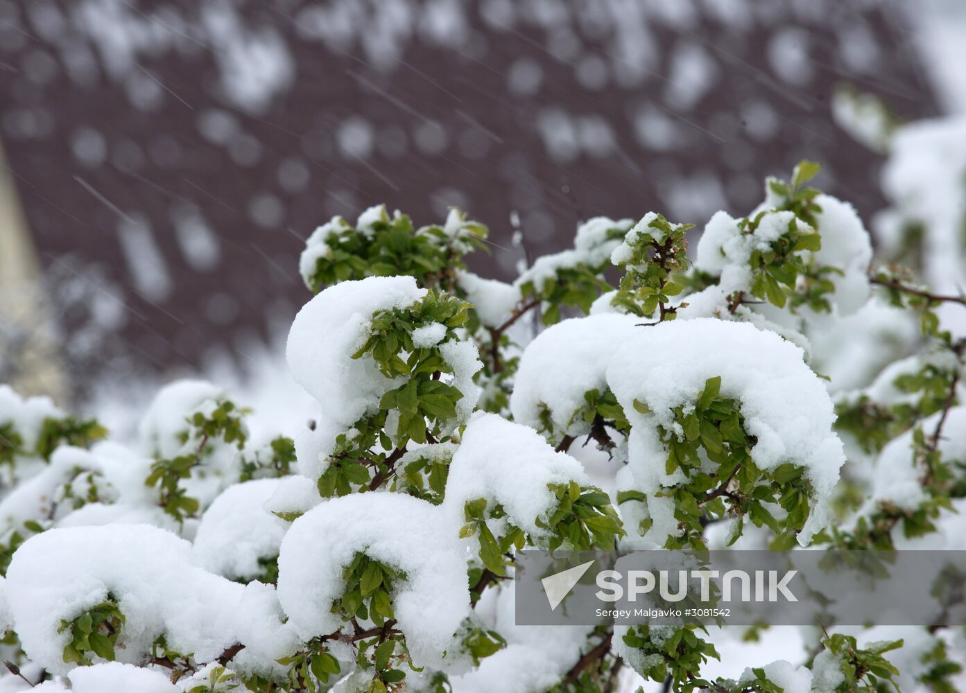 Snow in Crimea