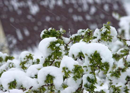 Snow in Crimea