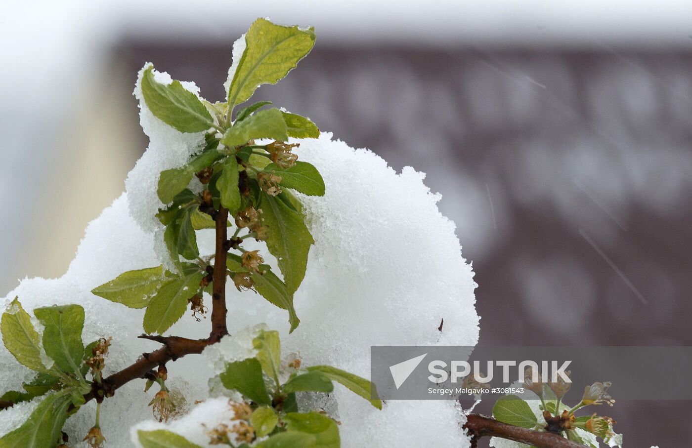 Snow in Crimea
