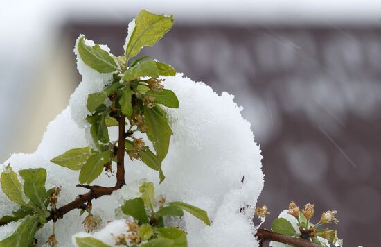 Snow in Crimea