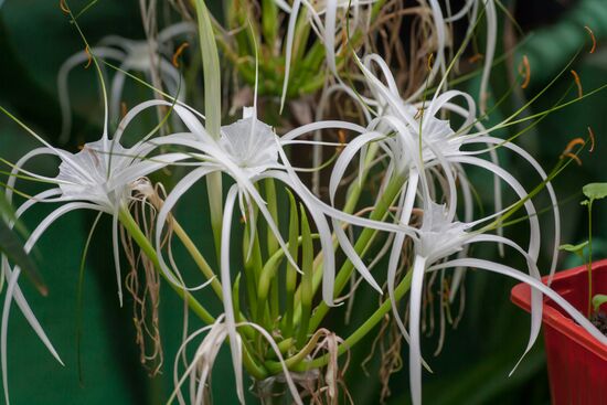 Greenhouse of Kim Andreev Republican Environmental and Biological Center in Karelia