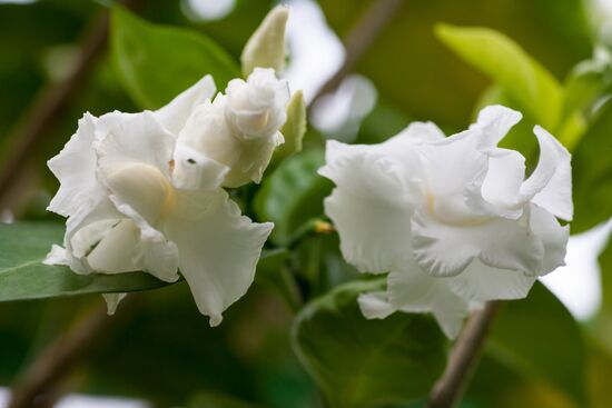 Greenhouse of Kim Andreev Republican Environmental and Biological Center in Karelia
