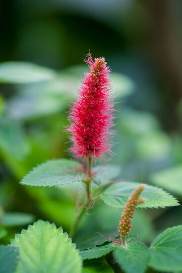 Greenhouse of Kim Andreev Republican Environmental and Biological Center in Karelia