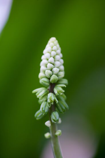 Greenhouse of Kim Andreev Republican Environmental and Biological Center in Karelia