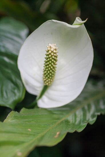 Greenhouse of Kim Andreev Republican Environmental and Biological Center in Karelia