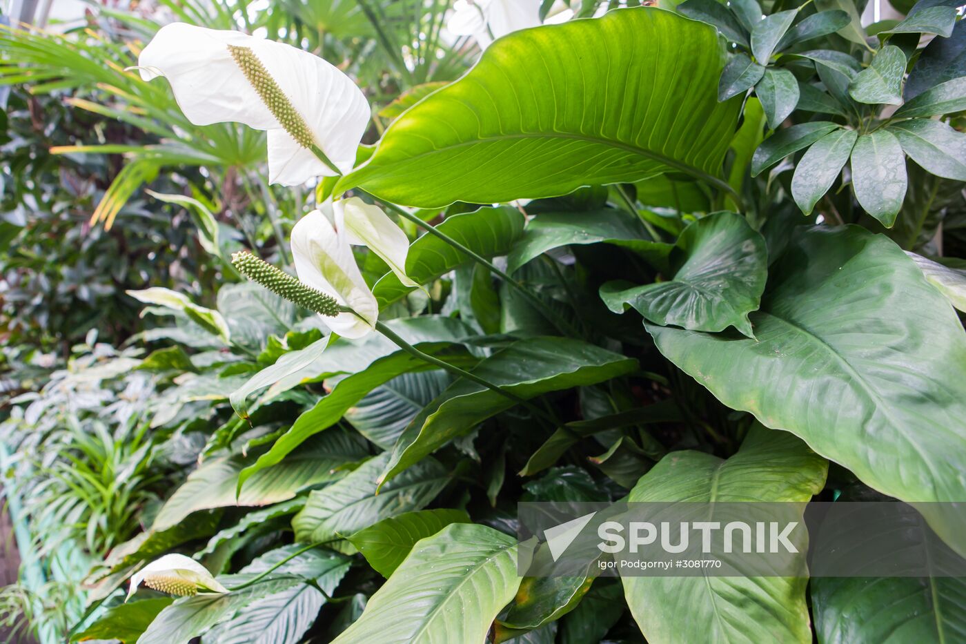 Greenhouse of Kim Andreev Republican Environmental and Biological Center in Karelia