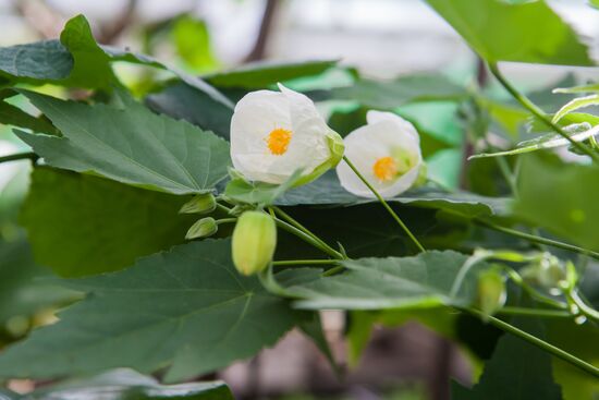 Greenhouse of Kim Andreev Republican Environmental and Biological Center in Karelia