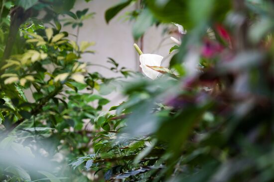 Greenhouse of Kim Andreev Republican Environmental and Biological Center in Karelia
