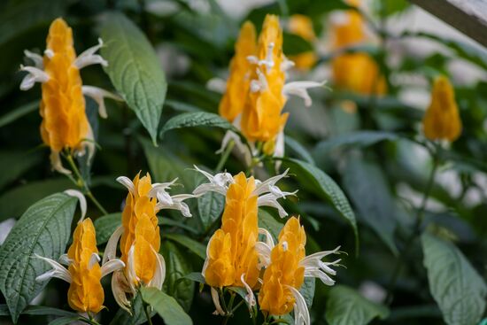 Greenhouse of Kim Andreev Republican Environmental and Biological Center in Karelia