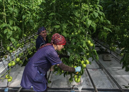 Agro-Kom greenhouse in Kabardino-Balkaria