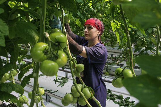 Agro-Kom greenhouse in Kabardino-Balkaria
