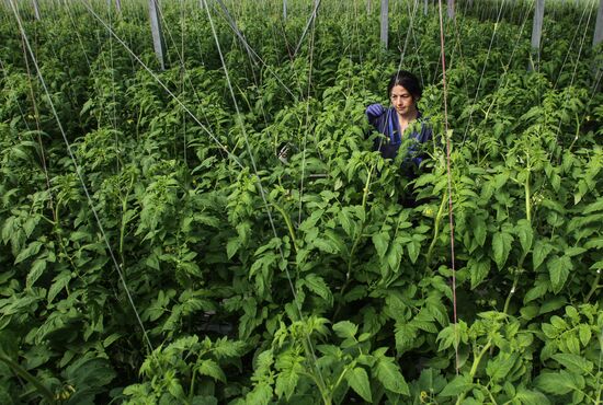 Agro-Kom greenhouse in Kabardino-Balkaria