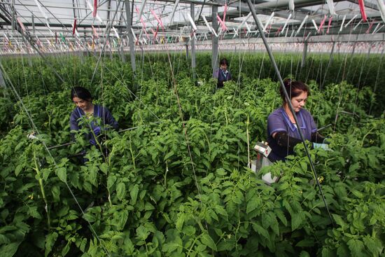 Agro-Kom greenhouse in Kabardino-Balkaria