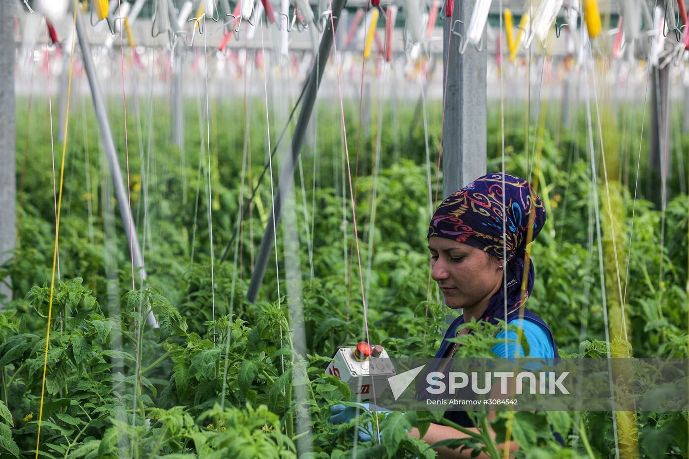 Agro-Kom greenhouse in Kabardino-Balkaria