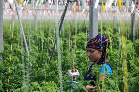 Agro-Kom greenhouse in Kabardino-Balkaria