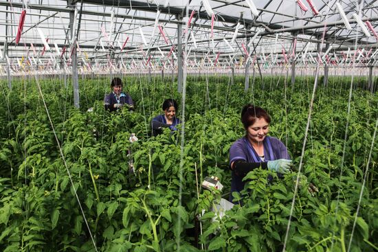 Agro-Kom greenhouse in Kabardino-Balkaria