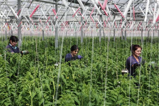 Agro-Kom greenhouse complex in Kabardino-Balkaria