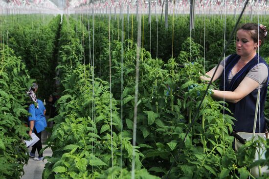 Agro-Kom greenhouse in Kabardino-Balkaria