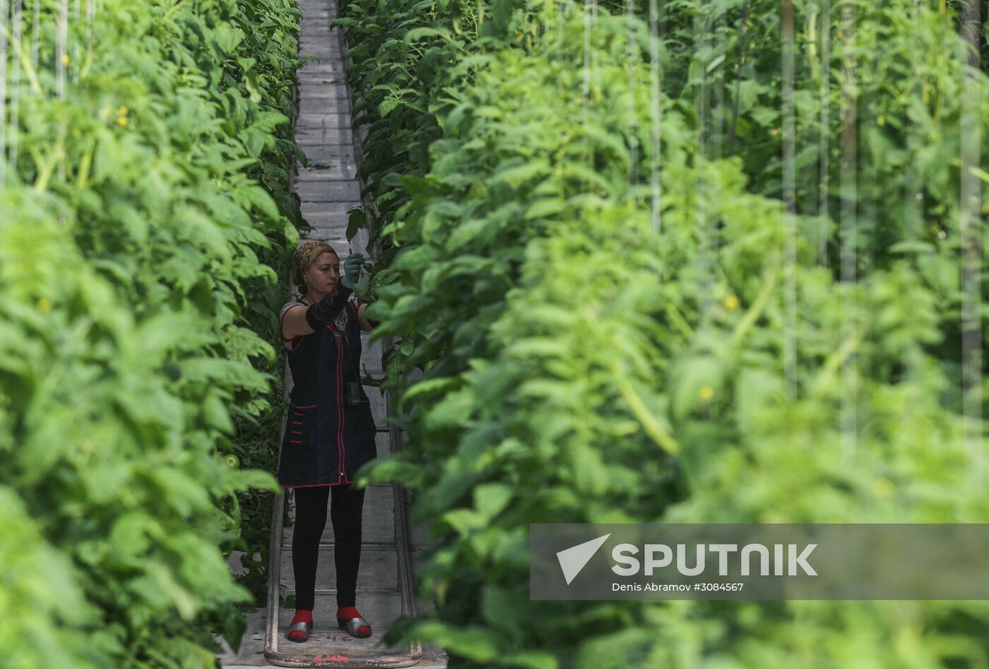 Agro-Kom greenhouse in Kabardino-Balkaria