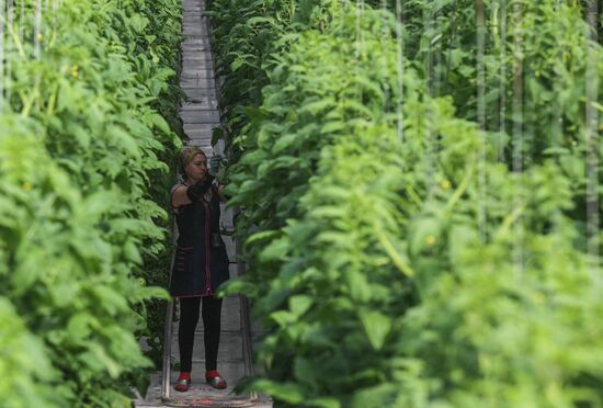 Agro-Kom greenhouse in Kabardino-Balkaria