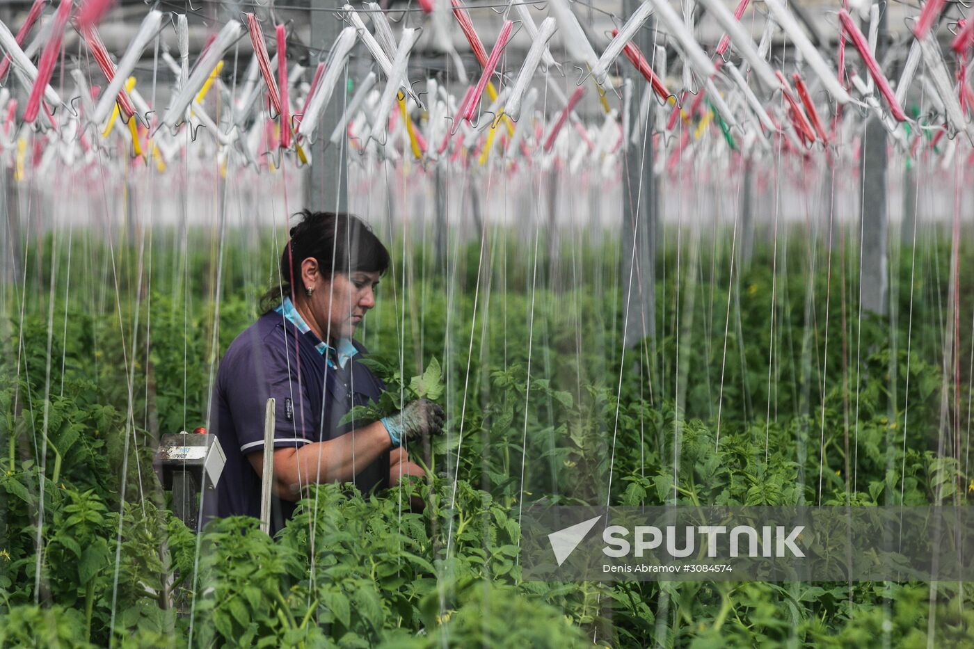 Agro-Kom greenhouse in Kabardino-Balkaria