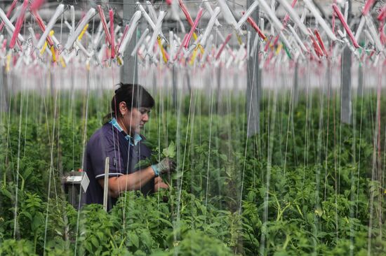 Agro-Kom greenhouse in Kabardino-Balkaria