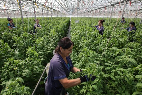 Agro-Kom greenhouse in Kabardino-Balkaria