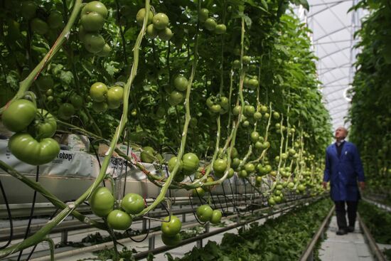 Agro-Kom greenhouse in Kabardino-Balkaria