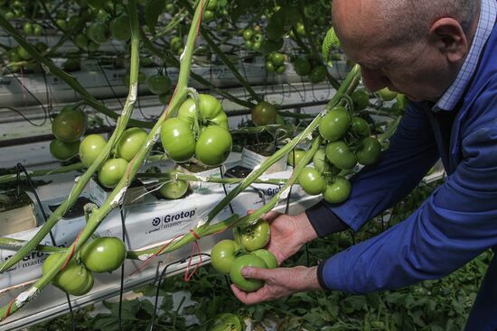 Agro-Kom greenhouse in Kabardino-Balkaria