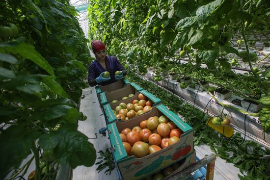 Greenhouse complex Agro-Kom in Kabardino-Balkaria