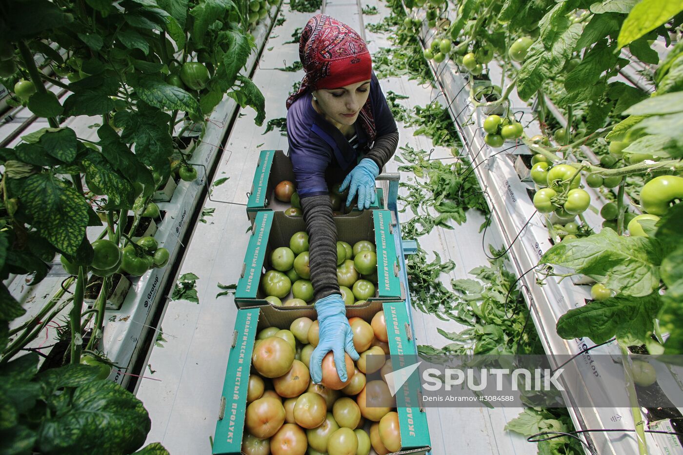 Greenhouse complex Agro-Kom in Kabardino-Balkaria