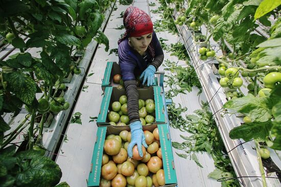 Greenhouse complex Agro-Kom in Kabardino-Balkaria