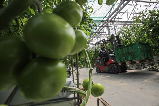 Agro-Kom greenhouse in Kabardino-Balkaria