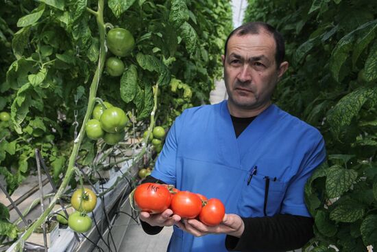 Agro-Kom greenhouse complex in Kabardino-Balkaria