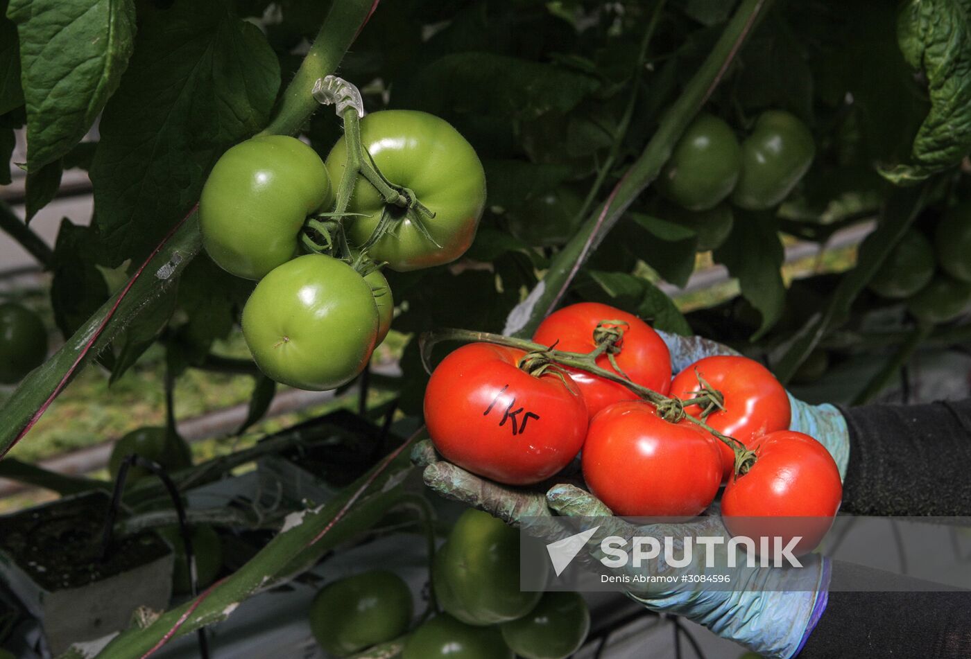 Agro-Kom greenhouse in Kabardino-Balkaria