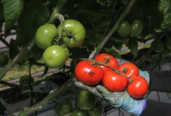 Agro-Kom greenhouse in Kabardino-Balkaria