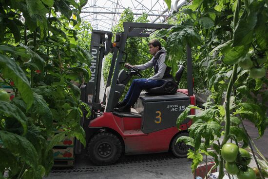 Agro-Kom greenhouse in Kabardino-Balkaria
