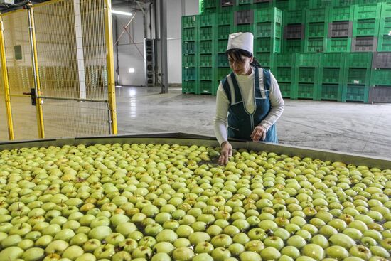 Agro-Kom greenhouse complex in Kabardino-Balkaria