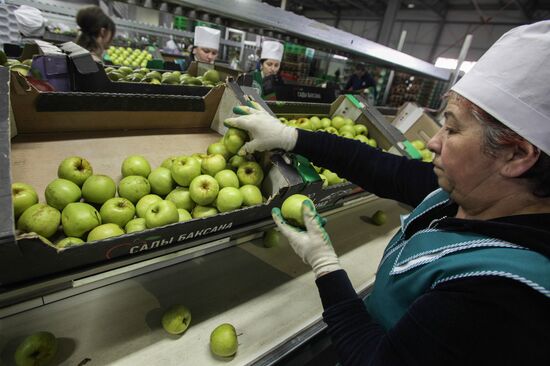 Agro-Kom greenhouse in Kabardino-Balkaria