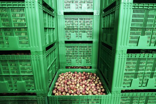 Agro-Kom greenhouse complex in Kabardino-Balkaria