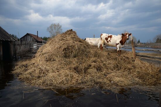 River flood in Novosibirsk Region
