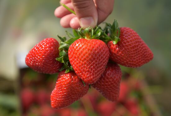 Picking strawberry in Abkhazia