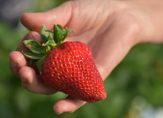 Picking strawberry in Abkhazia