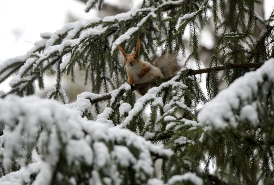 May snow in Novosibirsk