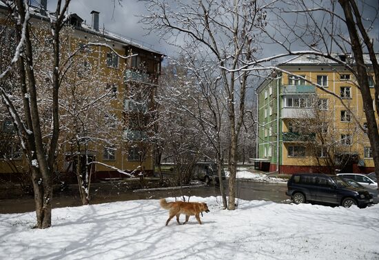 May snow in Novosibirsk
