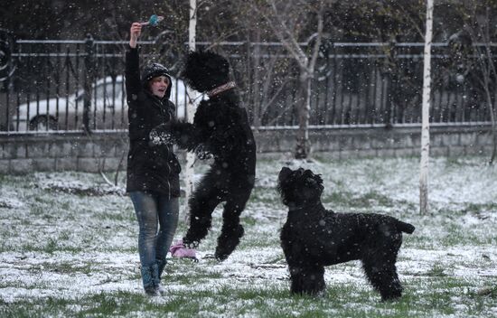 May snow in Novosibirsk