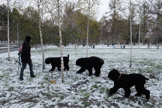 May snow in Novosibirsk