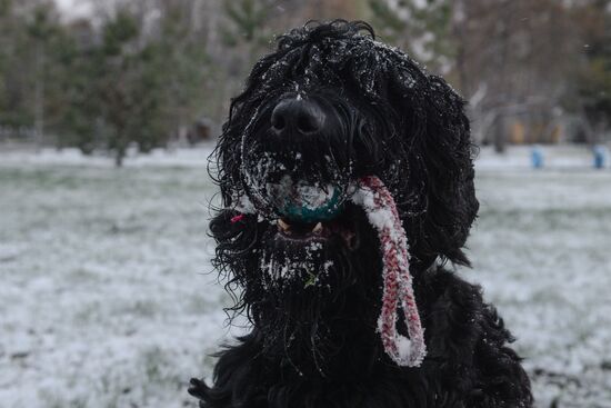 May snow in Novosibirsk