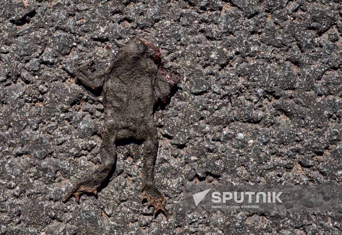 Toads rescue campaign in St. Petersburg