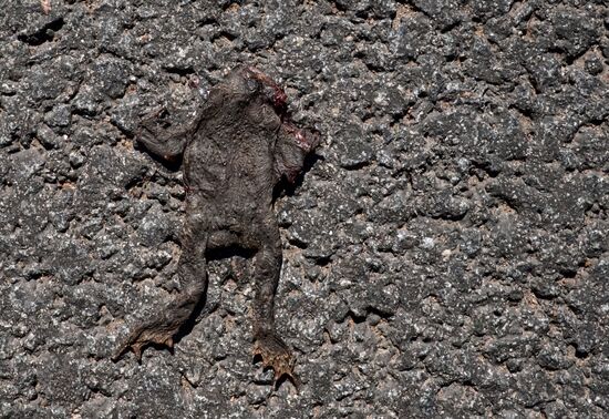 Toads rescue campaign in St. Petersburg